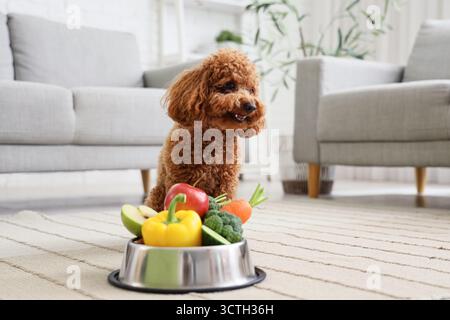 Niedlicher Toy Pudel Hund in der Nähe einer Schüssel mit frischem Gemüse im Wohnzimmer Stockfoto