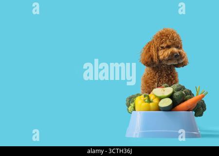 Niedlicher Spielzeug-Pudel-Hund in der Nähe einer Schüssel mit frischem Gemüse auf blauem Hintergrund Stockfoto