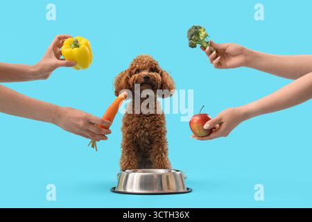 Niedlicher Spielzeug-Pudel-Hund in der Nähe von Futterschüssel und weiblichen Händen mit frischem Gemüse auf blauem Hintergrund Stockfoto