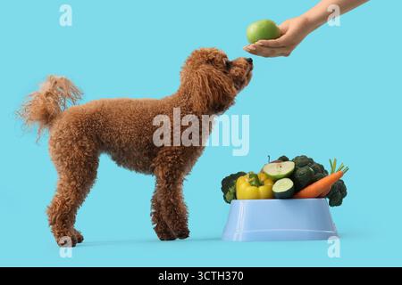 Junge Frau füttert ihren süßen Spielzeug-Pudel-Hund mit frischem Gemüse auf blauem Hintergrund Stockfoto