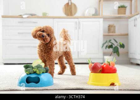 Niedlicher Toy Pudel Hund in der Nähe von Schüsseln mit frischem Gemüse in der Küche Stockfoto