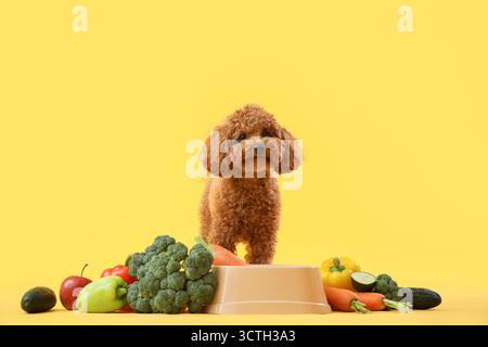 Niedlicher Spielzeug-Pudel-Hund in der Nähe einer Schüssel mit frischem Gemüse auf gelbem Hintergrund Stockfoto