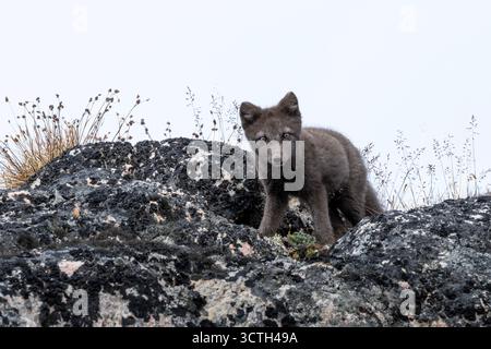 Eine bezaubernde Aufnahme eines jungen Polarfuchs (Vulpes lagopus) in seinem dunklen, graubraunen Sommerfell, der vorsichtig auf einer Formation von lich steht Stockfoto