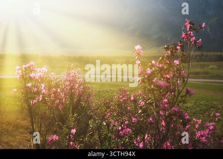 Rhododendron dauricum Blüten (populäre Namen bagulnik; Maralnik) in Altai im Frühling. Sonnenstrahlen strahlen strahlen durch die Blumen. Stockfoto