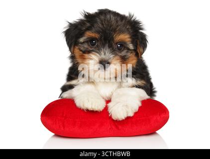 Niedliches Biewer Yorkie-Welpe sitzt auf einem roten Herzkissen Stockfoto