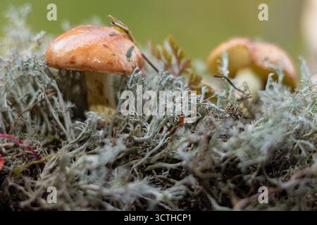 Kleiner brauner Waldpilz, der nach Regen zwischen grünem Moos und grauen Flechten in der natürlichen Umgebung wächst. Herbstsaison im Waldökosystem. Stockfoto