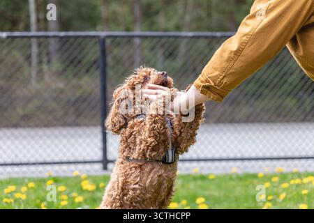 Hundehobedienztraining. Hündchen lernen zu gehorchen. Spielzeugpudeltraining im Freien, in einem Park. Kynologie, Intensivausbildung junger Hunde. Untrainierter Hund jum Stockfoto