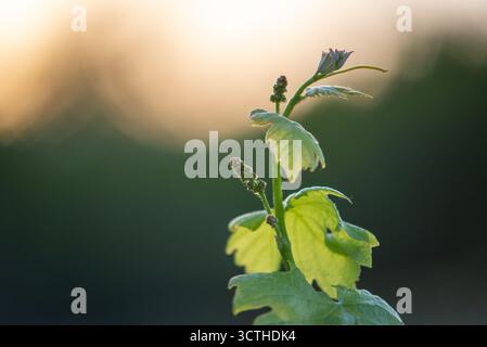 Junger Traubenzweig in der Natur. Grüner junger Spross von Trauben. Reifender kleiner Traubenzweig, junge Blütenstände. Neu gebildete Babybündel Stockfoto