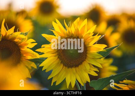 Blühende Sonnenblumen in der Sommersonne. Sonnenblume natürlicher Hintergrund, Sonnenblume blüht zum Sonnenuntergang in Ungarn. Stockfoto