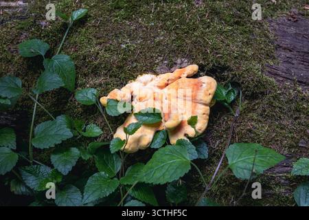 Laetiporus sulphureus Bracket Pilz im Bielany Forest Reservat in Warschau Stockfoto