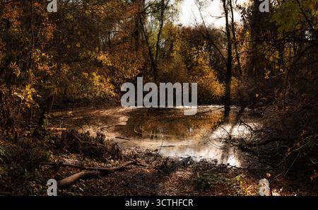 Ruhiger Teich umgeben von Herbstbäumen mit goldenen Blättern. Schwebendes Laub und warmes Sonnenlicht sorgen für eine reflektierende, strukturierte Szene voller saisonaler Stimmung. Stockfoto