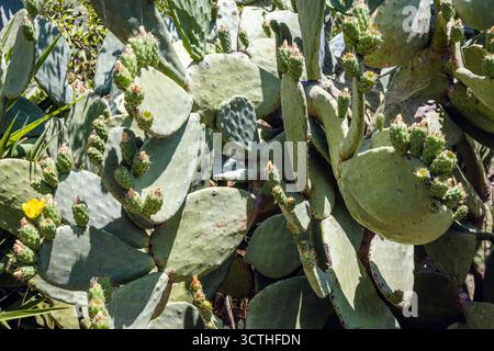 Nahaufnahme einer Opuntia-Pflanze auf der Insel Korfu in Griechenland Stockfoto