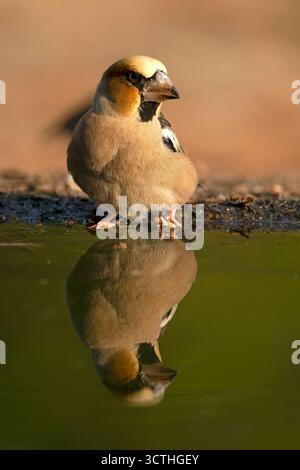 Männlicher Hawkfinch trinkt an einem Wasserpunkt in einem Kiefern- und Eichenwald beim ersten Licht an einem Herbsttag Stockfoto