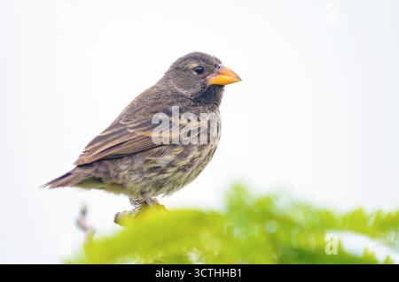 Mittelgroßer fink (Geospiza fortis, weiblich) aus Isabela, Galapagos. Stockfoto
