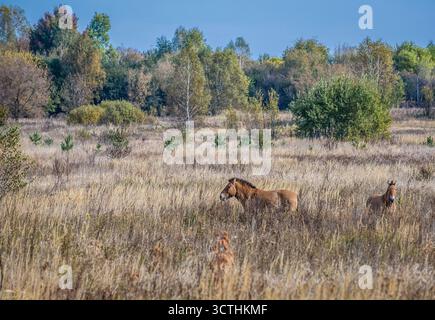 Przewalskis Pferde - Equus ferus przewalskii auch bekannt als Dzungarisches Pferd in der Tschernobyl-Ausschlusszone, Ukraine Stockfoto