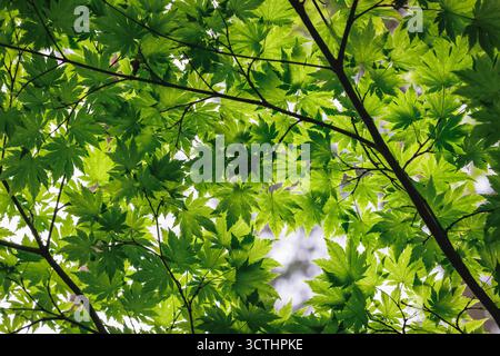 Nahaufnahme auf einem Blatt des japanischen Ahornbaums - Acer palmatum Stockfoto