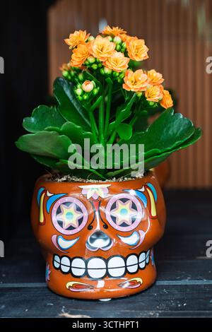 Orangen-kalanchoe-Blüten wachsen aus einem lebendigen, farbenfrohen, schädelförmigen Topf. Wir feiern mexikanische Kultur und Dia de los muertos Stockfoto