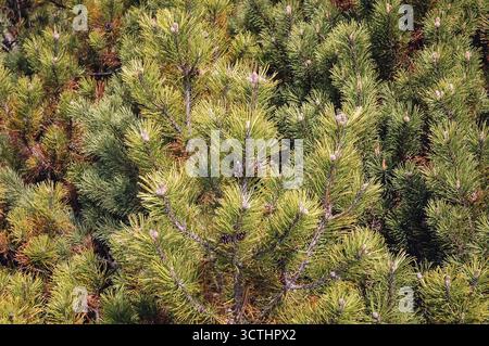 Schließen Sie einen Zweig des Pinus mugobaumes, der allgemein als Kriechkiefer oder Zwergbergine oder einfach als Mugofruchte bekannt ist Stockfoto