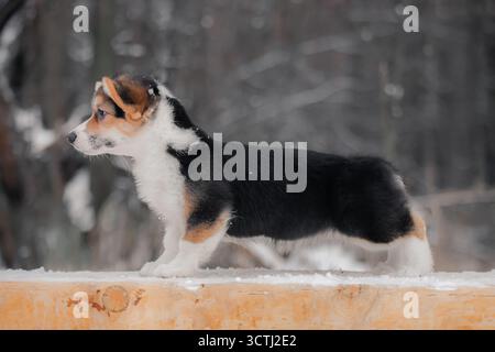 Seitenansicht des dreifarbigen Corgi-Welpen, der auf verschneite Holzoberfläche mit verschwommenem Winterwald-Hintergrund steht. Stockfoto