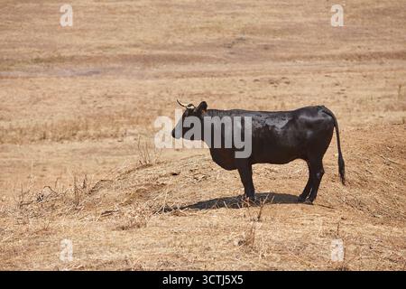 Junger schwarzer Stierkampf, der auf dem Land weidet. Extremadura, Spanien Stockfoto