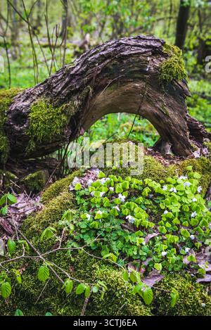 Sauerampfer wächst auf einem Baumstamm in einem Waldkomplex namens Kampinos bei Warschau, Polen Stockfoto