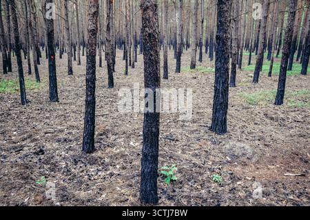 Schwarze Kiefernstämme nach dem Bodenbrand in der Region Mazovia in Polen Stockfoto