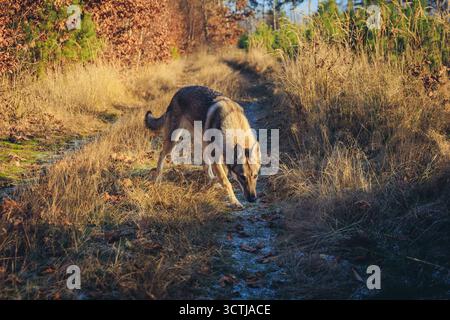 Tamaskanhund auf einem Waldweg im Herbst in Polen Stockfoto