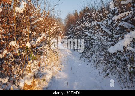 Schnee im Wald im Dorf Rogow in der Woiwodschaft Lodzkie in Polen Stockfoto