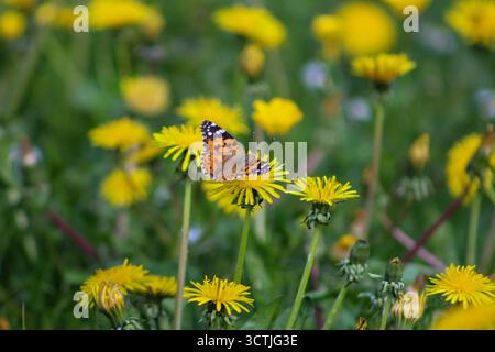 Lebendiger Schmetterling auf einer gelben Löwenzahnblüte auf einer grünen Wiese voller blühender Wildblumen. Stockfoto