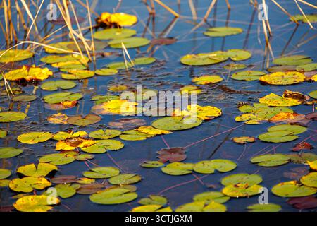 Gelbe Seerosen schwimmen auf einem ruhigen Teich, umgeben von Schilf in der New Jersey Pine Barrens, symbolisieren Ruhe und natürliche Schönheit. Stockfoto
