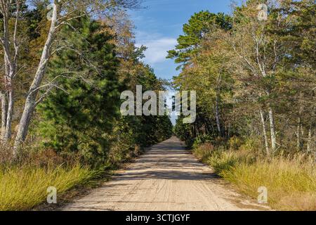Sandweg, der sich durch Kiefernwälder im New Jersey Pine Barrens unter einem klaren blauen Himmel erstreckt, symbolisiert Einsamkeit und Erkundung. Stockfoto