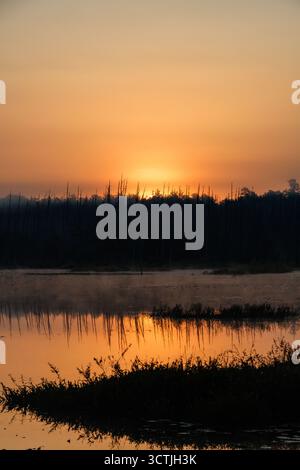 Friedlicher Sonnenaufgang über Feuchtgebieten in den Pine Barrens von New Jersey, im vertikalen Format mit warmen Reflexen und sanftem Orange am Morgen. Stockfoto