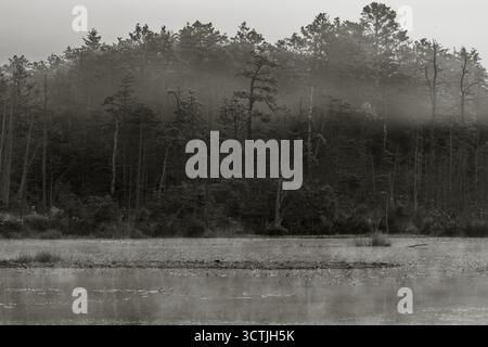 Misty Wetland Forest in the Pine Barrens – Schwarz-weiß-Landschaft Stockfoto