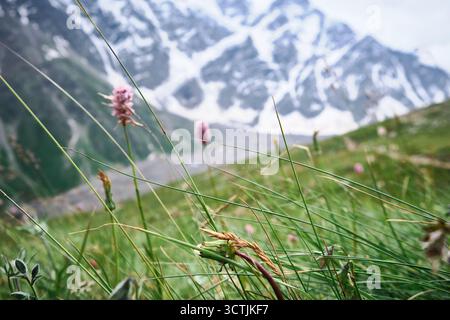 Wilde rosa Blumen blühen auf einem Berghang Stockfoto