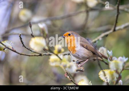 Nahaufnahme eines wilden britischen robin-Vogels (Erithacus rubecula), der isoliert in einem buschigen Baum mit gelber Blüte thront, mit Federn im Wind. Stockfoto