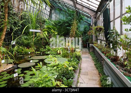 KRAKAU, POLEN - 3. JULI 2021: Gewächshaus im Botanischen Garten der Jagiellonen Universität in Krakau, Polen. Stockfoto