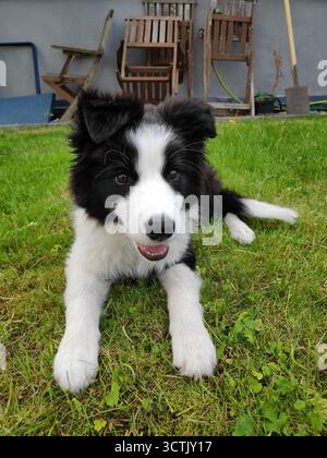 3 Monate alter Border Collie Welpe auf Gras. Stockfoto