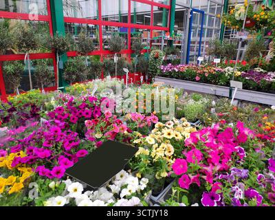 Gartenpflanzen-Gärtnerei in Polen. Petunienblüten und verschiedene andere Pflanzen. Gartenbedarf. Stockfoto