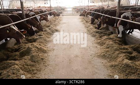 Eine Reihe von Milchkühen, die frisches Heu und Futter in einer modernen landwirtschaftlichen Scheune fressen, um die Kühe gesund zu halten Stockfoto