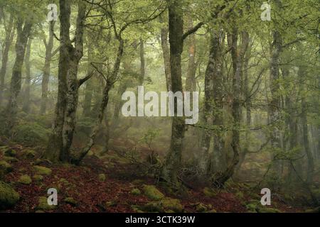 Ein tiefer, moosbedeckter Wald, der in sanftes grünes Licht und Morgennebel getaucht ist. Ein friedliches, unberührtes Reich, in dem die Natur herrscht und die Zeit stillzustehen scheint Stockfoto