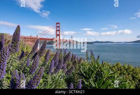 Golden Gate Bridge / San Francisco Bay Area Echium fastuosum lila Blumen lila Echium Stockfoto