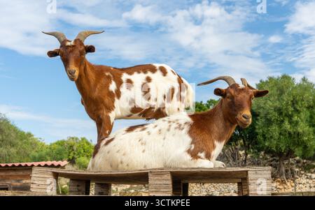 Zwei braune und weiße Ziegen auf einer hölzernen Plattform in einem ländlichen Bauernhof. Einer liegend, der andere stehend. Konzept der Viehzucht, ländliche Lebensweise, s Stockfoto