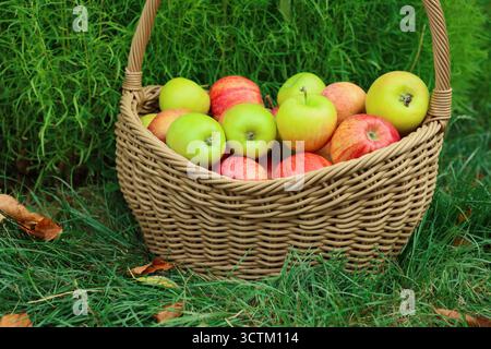 Frische reife Äpfel im Korb und gefallene Blätter auf grünem Gras im Freien Stockfoto