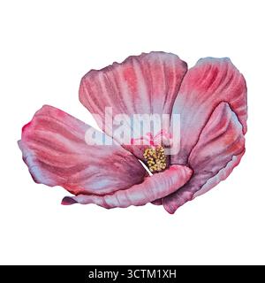 Eine Aquarellillustration einer roten und rosa Hibiskusblüte, gezeichnet in exotischem botanischem Stil. Perfekt für tropische Verpackungen, Sommermotive, Hochzeitsdekor, Kosmetik und Reisebranding. Stockfoto