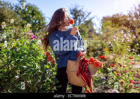 Gärtnerin pflückt frische Dahlienblüten im herbstlichen Garten mit Korb und Gartenschere. Stilvoller Bauer bewundert die Blüten im Herbstfeld Stockfoto
