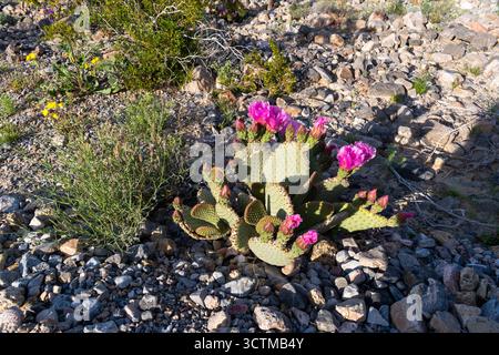 Wüstenblüte im Death Valley: Biberschwanzkaktus mit magentafarbenen Blüten und Paddelstielen auf felsigem Boden. Stockfoto