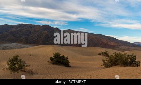 Geformte Dünen und Kreosotbüsche im Mesquite Flat des Death Valley bei Sonnenuntergang mit glühenden Bergen und goldener Wüstenatmosphäre. Stockfoto