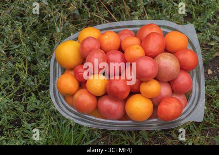 Frische Bio-Tomaten in verschiedenen Farben, die aus dem heimischen Garten geerntet wurden, in Plastikbehälter auf grünem Grashintergrund gelegt. Stockfoto