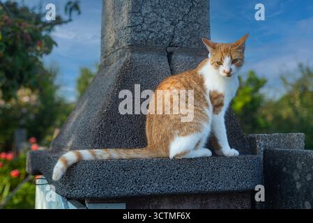9. August 2021: Spanien: Süße Ingwerkatze sitzt im Kamin eines Grills und schaut in die Kamera Stockfoto