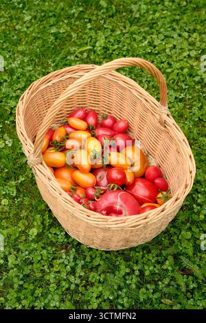 Tomaten verschiedener Sorten im Korbkorb auf grünem Gras. Ernte von roten und gelben Reifen Tomaten. Stockfoto